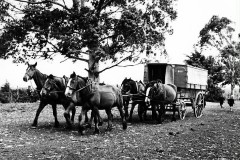 Horse-drawn passenger wagon on Matakana Island, c. 1950.