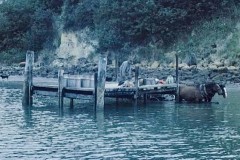 Horse-drawn cart loading platform at Matakana Wharf.